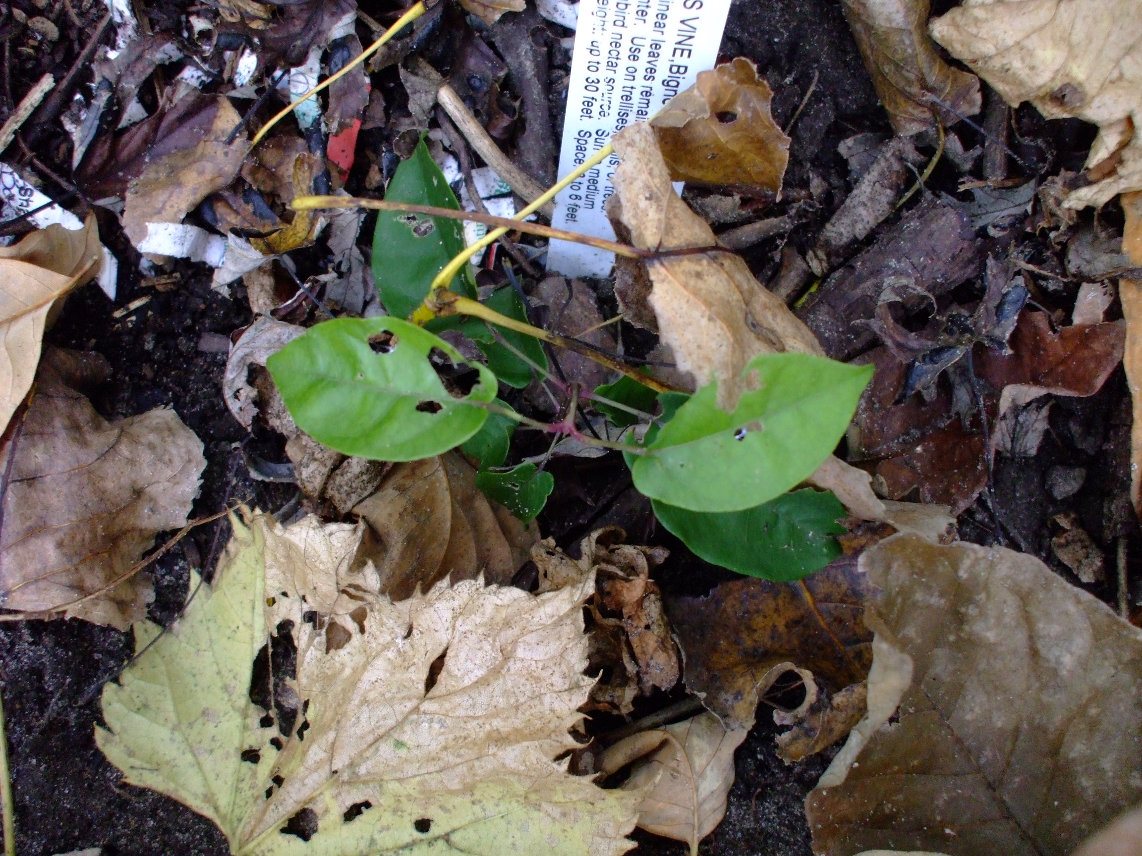 Bignonia capreolata